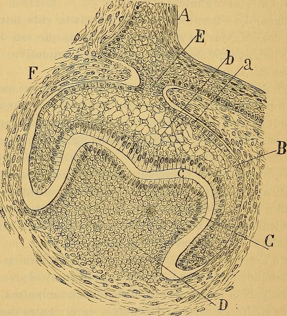 An illustration from Elementos de histología normal y de téchnica micrografica para uso de estudiantes, 1897, leaf 304
