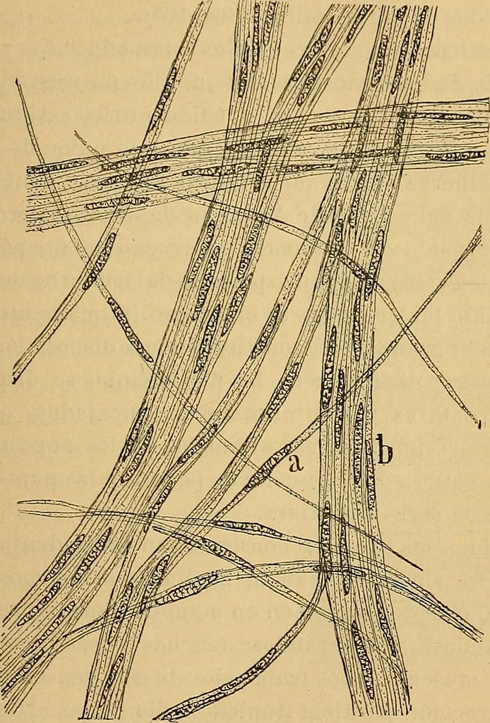 An illustration from Elementos de histología normal y de téchnica micrografica para uso de estudiantes, 1897, leaf 311
