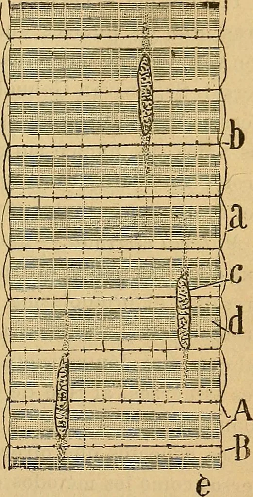 An illustration from Elementos de histología normal y de téchnica micrografica para uso de estudiantes, 1897, leaf 313