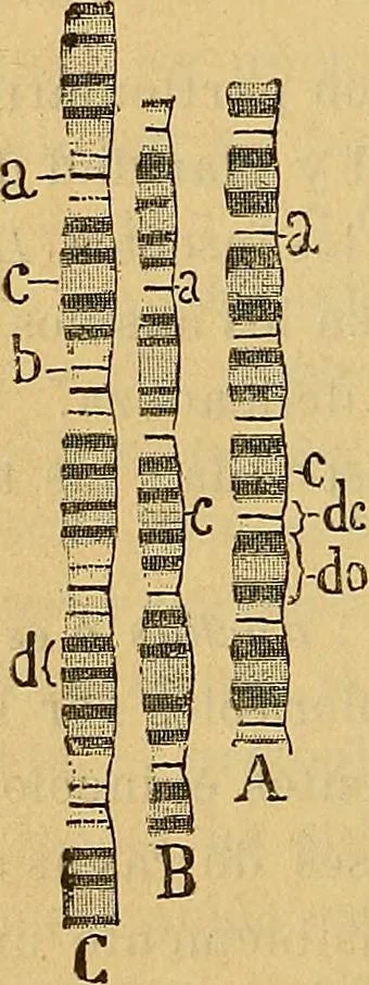 An illustration from Elementos de histología normal y de téchnica micrografica para uso de estudiantes, 1897, leaf 316