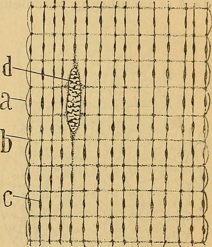 An illustration from Elementos de histología normal y de téchnica micrografica para uso de estudiantes, 1897, leaf 317