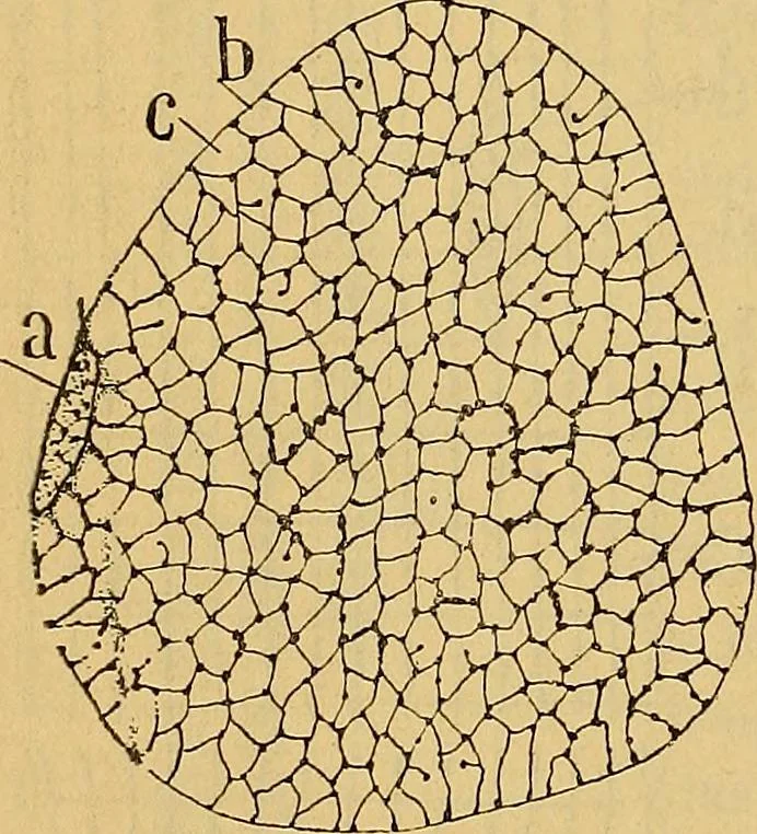 An illustration from Elementos de histología normal y de téchnica micrografica para uso de estudiantes, 1897, leaf 318