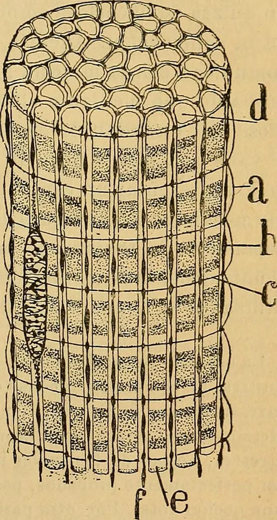 An illustration from Elementos de histología normal y de téchnica micrografica para uso de estudiantes, 1897, leaf 319