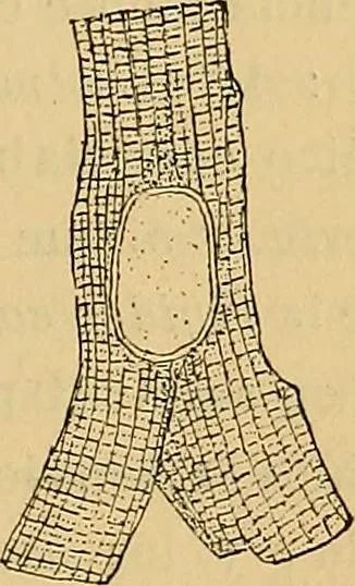 An illustration from Elementos de histología normal y de téchnica micrografica para uso de estudiantes, 1897, leaf 323