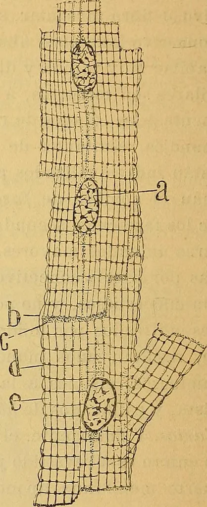 An illustration from Elementos de histología normal y de téchnica micrografica para uso de estudiantes, 1897, leaf 324