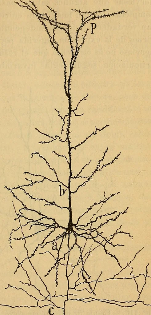 An illustration from Elementos de histología normal y de téchnica micrografica para uso de estudiantes, 1897, leaf 333