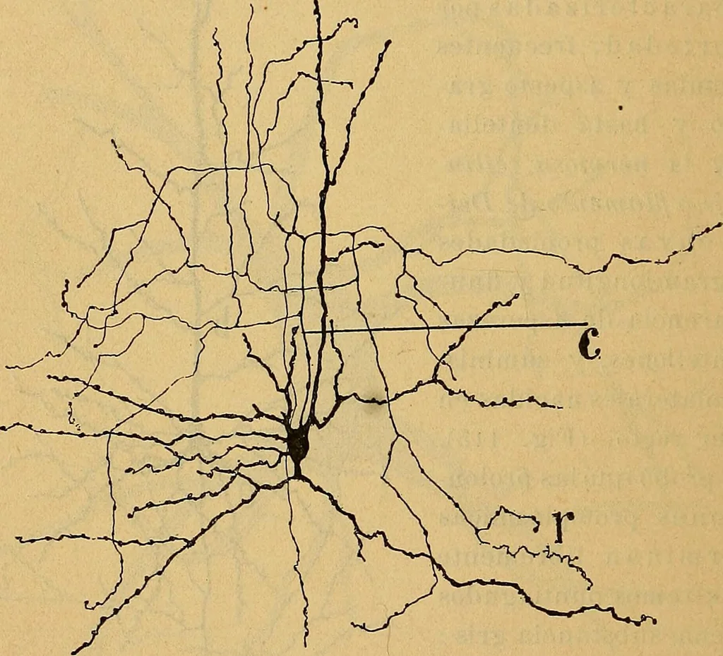 An illustration from Elementos de histología normal y de téchnica micrografica para uso de estudiantes, 1897, leaf 334