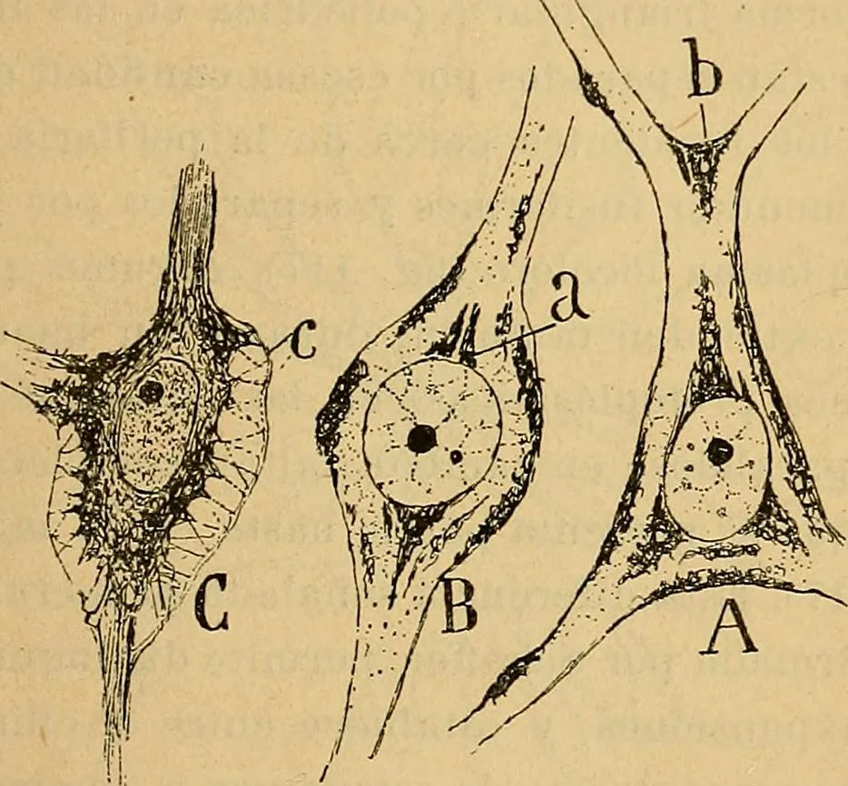 An illustration from Elementos de histología normal y de téchnica micrografica para uso de estudiantes, 1897, leaf 337
