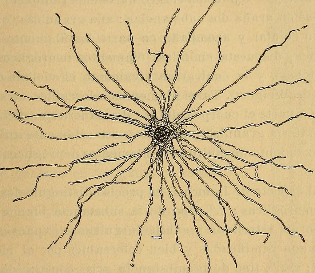 An illustration from Elementos de histología normal y de téchnica micrografica para uso de estudiantes, 1897, leaf 339
