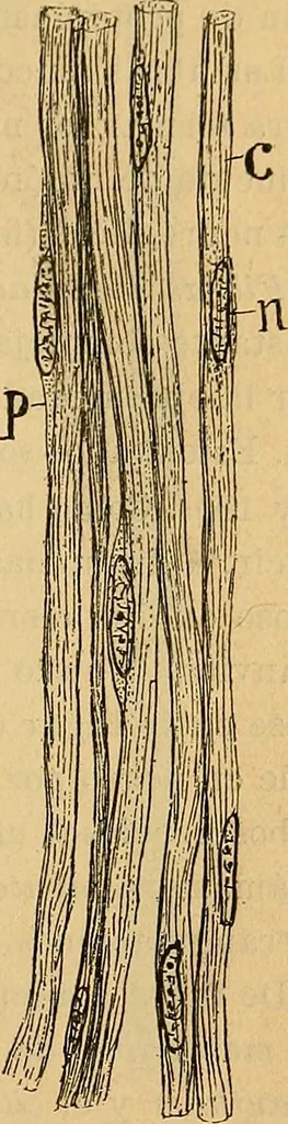 An illustration from Elementos de histología normal y de téchnica micrografica para uso de estudiantes, 1897, leaf 341