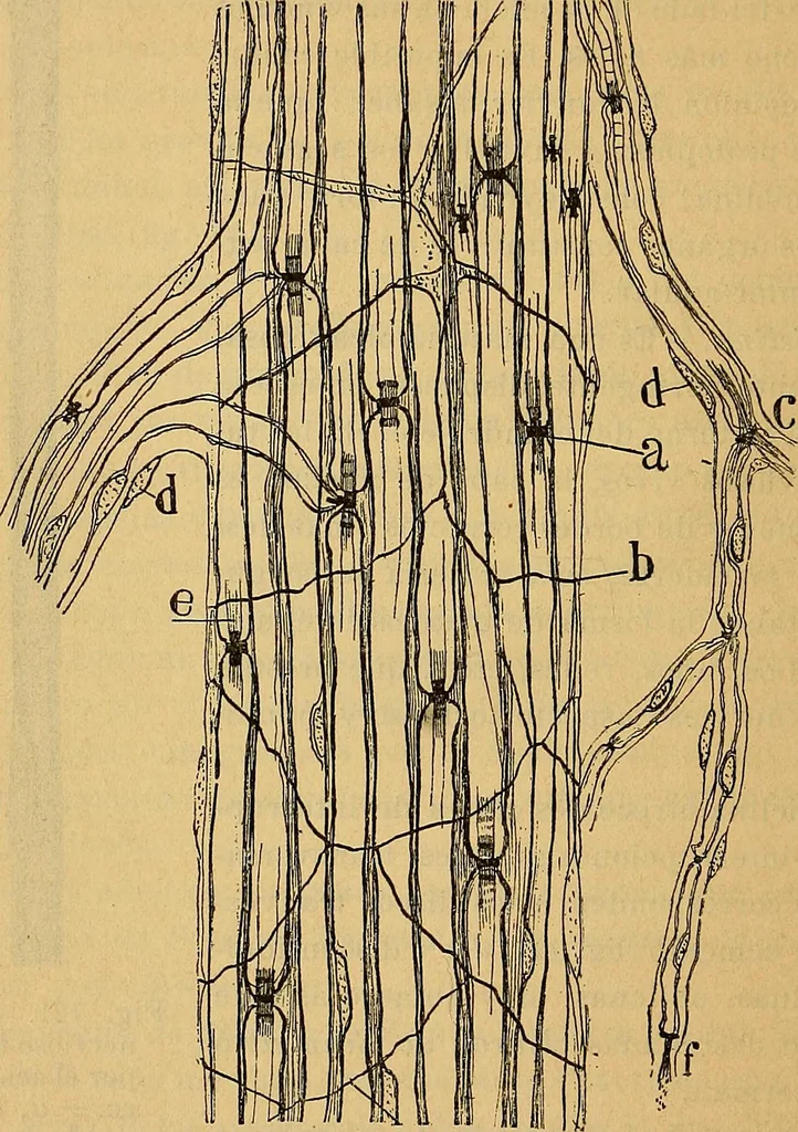 An illustration from Elementos de histología normal y de téchnica micrografica para uso de estudiantes, 1897, leaf 344