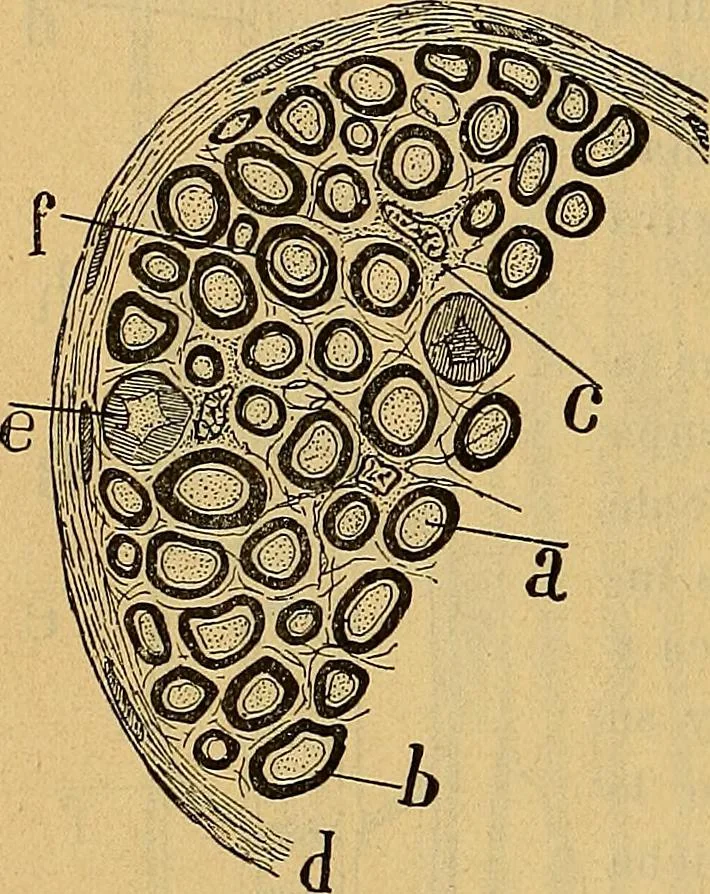 An illustration from Elementos de histología normal y de téchnica micrografica para uso de estudiantes, 1897, leaf 346