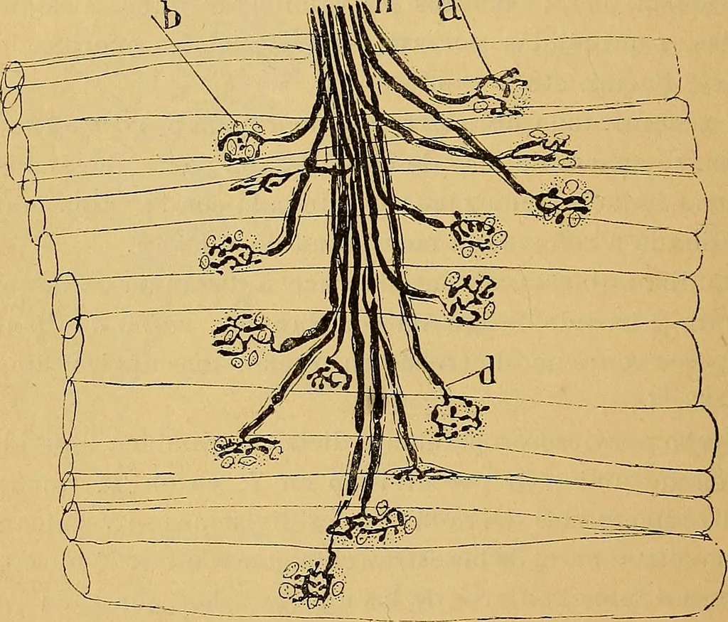 An illustration from Elementos de histología normal y de téchnica micrografica para uso de estudiantes, 1897, leaf 348