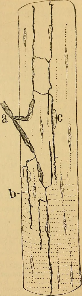 An illustration from Elementos de histología normal y de téchnica micrografica para uso de estudiantes, 1897, leaf 349
