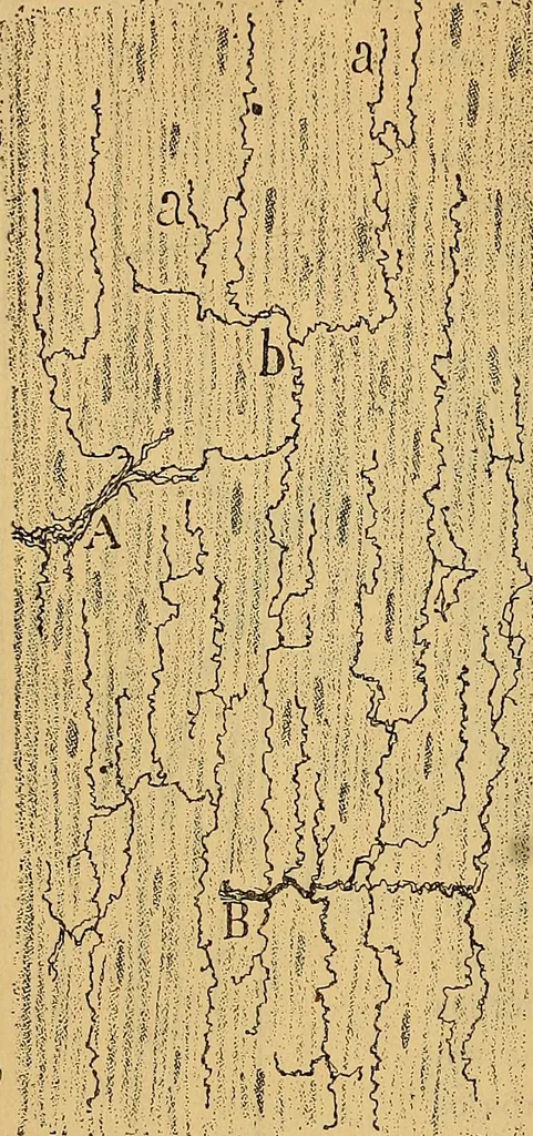 An illustration from Elementos de histología normal y de téchnica micrografica para uso de estudiantes, 1897, leaf 350