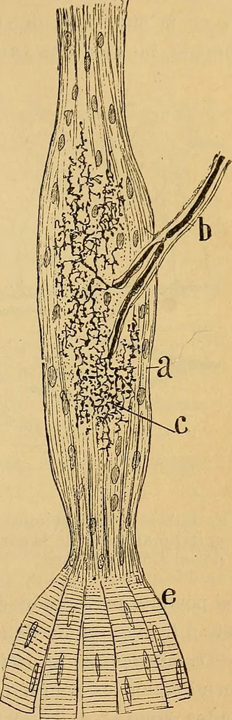 An illustration from Elementos de histología normal y de téchnica micrografica para uso de estudiantes, 1897, leaf 353