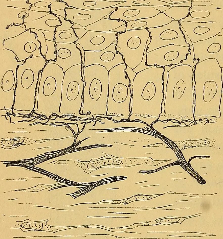 An illustration from Elementos de histología normal y de téchnica micrografica para uso de estudiantes, 1897, leaf 354