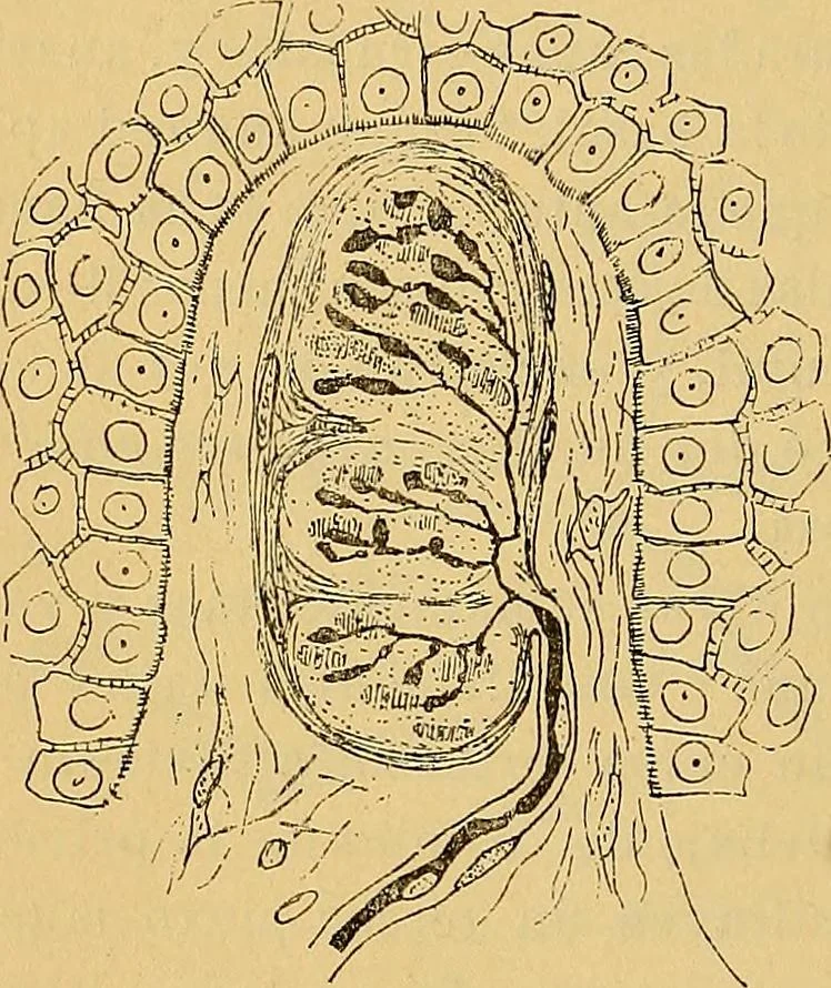 An illustration from Elementos de histología normal y de téchnica micrografica para uso de estudiantes, 1897, leaf 356