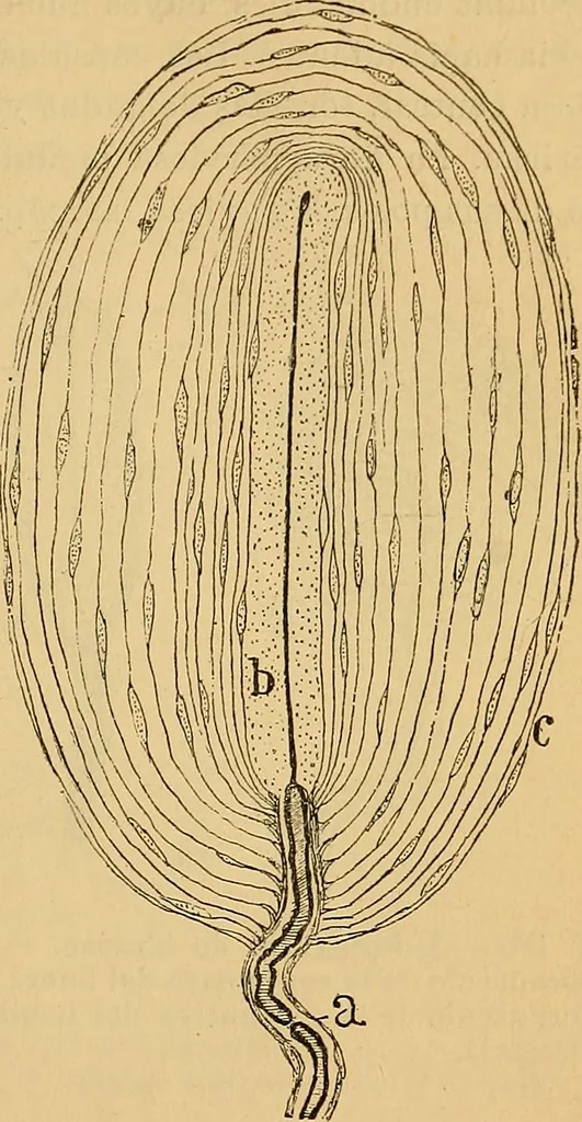 An illustration from Elementos de histología normal y de téchnica micrografica para uso de estudiantes, 1897, leaf 357