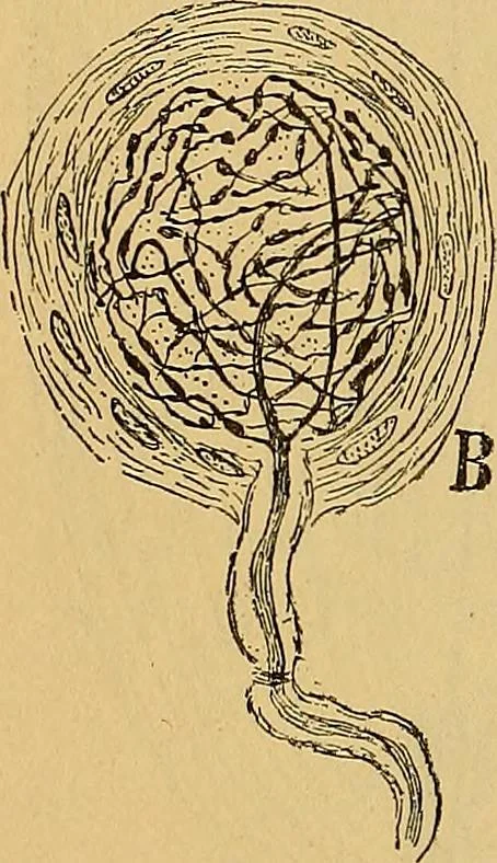 An illustration from Elementos de histología normal y de téchnica micrografica para uso de estudiantes, 1897, leaf 358