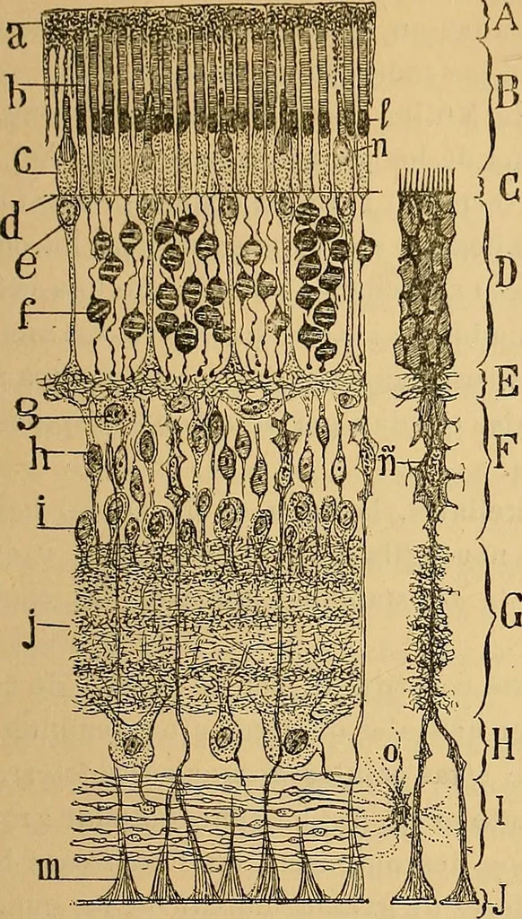 An illustration from Elementos de histología normal y de téchnica micrografica para uso de estudiantes, 1897, leaf 361