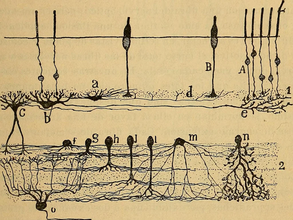 An illustration from Elementos de histología normal y de téchnica micrografica para uso de estudiantes, 1897, leaf 365