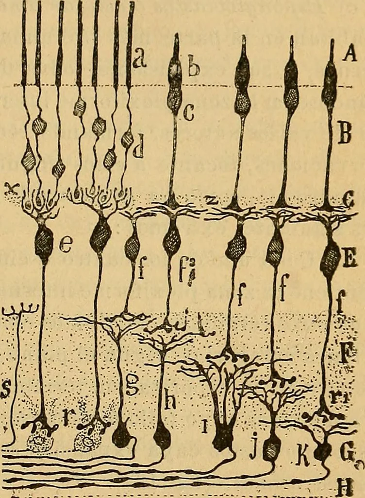 An illustration from Elementos de histología normal y de téchnica micrografica para uso de estudiantes, 1897, leaf 367