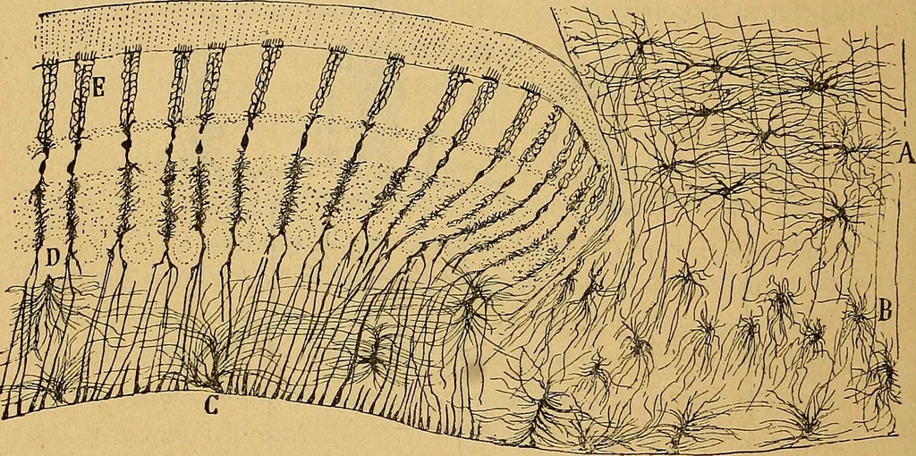 An illustration from Elementos de histología normal y de téchnica micrografica para uso de estudiantes, 1897, leaf 372