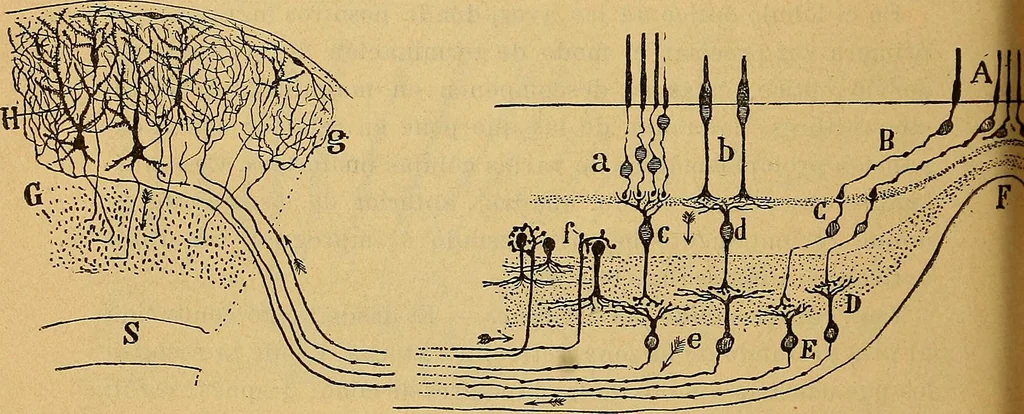 An illustration from Elementos de histología normal y de téchnica micrografica para uso de estudiantes, 1897, leaf 374