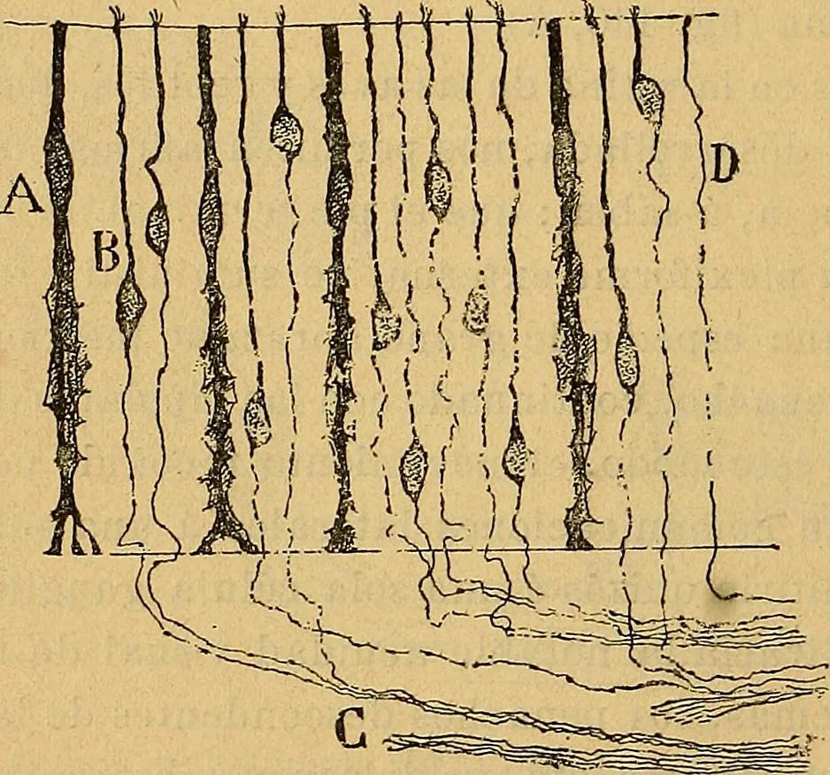 An illustration from Elementos de histología normal y de téchnica micrografica para uso de estudiantes, 1897, leaf 376