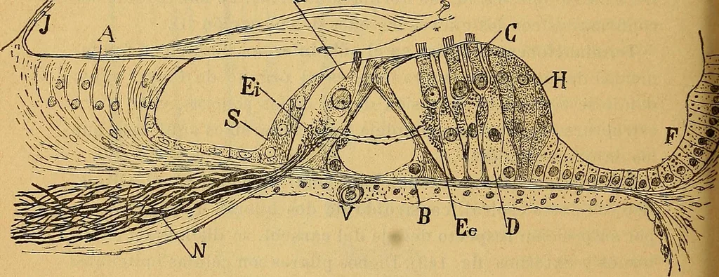 An illustration from Elementos de histología normal y de téchnica micrografica para uso de estudiantes, 1897, leaf 378