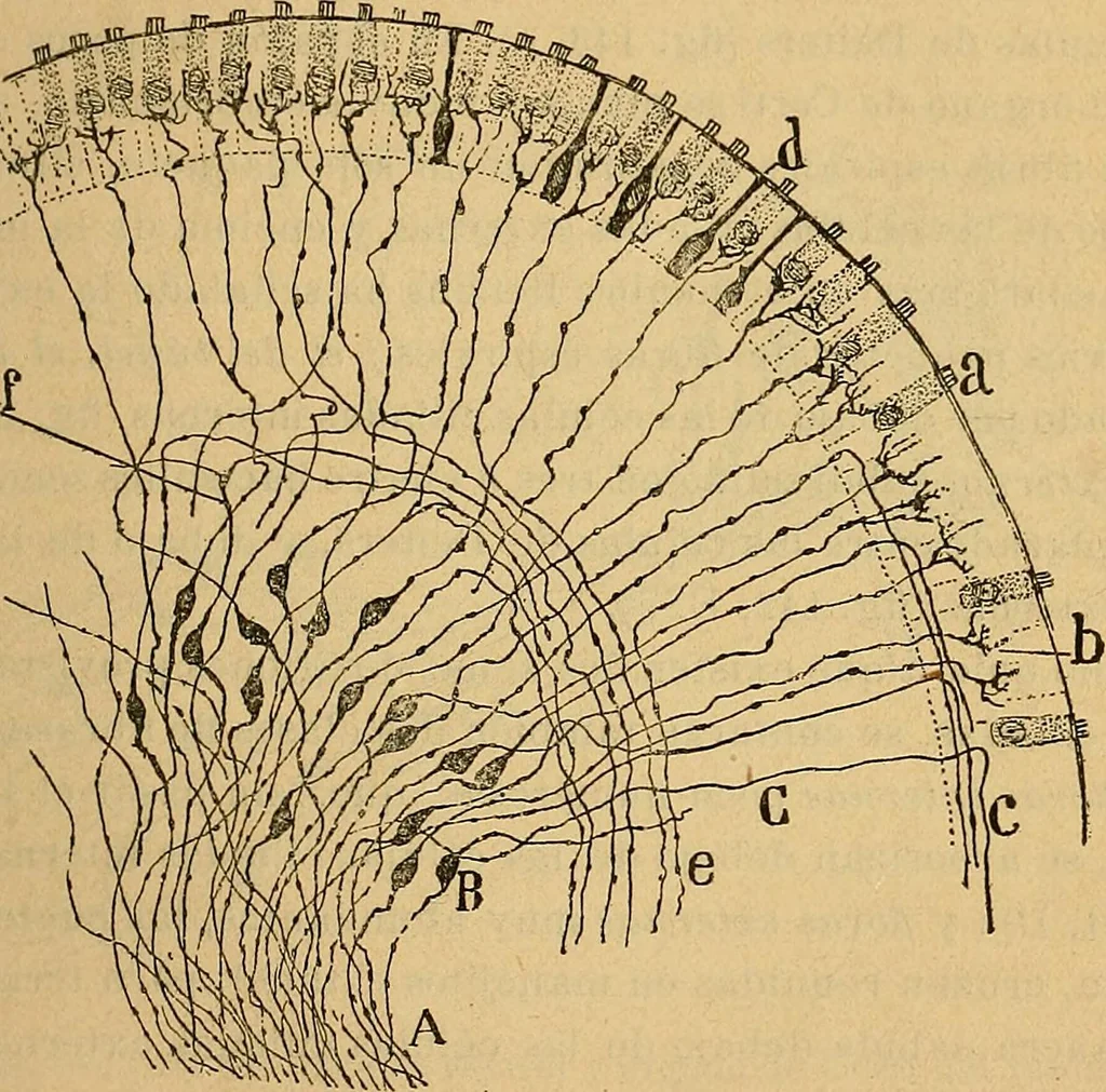 An illustration from Elementos de histología normal y de téchnica micrografica para uso de estudiantes, 1897, leaf 379