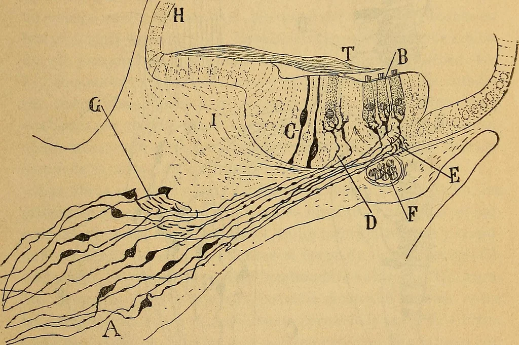 An illustration from Elementos de histología normal y de téchnica micrografica para uso de estudiantes, 1897, leaf 381
