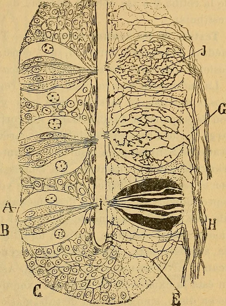 An illustration from Elementos de histología normal y de téchnica micrografica para uso de estudiantes, 1897, leaf 385