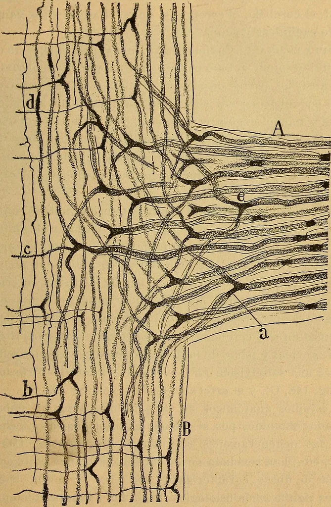 An illustration from Elementos de histología normal y de téchnica micrografica para uso de estudiantes, 1897, leaf 387