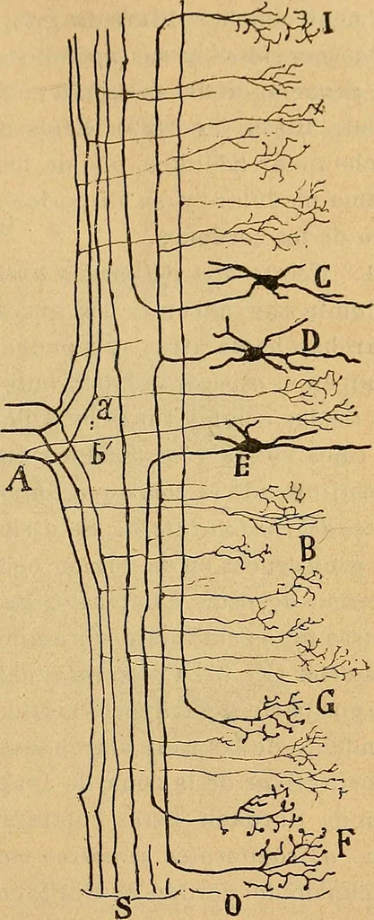 An illustration from Elementos de histología normal y de téchnica micrografica para uso de estudiantes, 1897, leaf 391