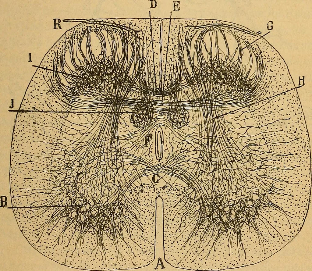 An illustration from Elementos de histología normal y de téchnica micrografica para uso de estudiantes, 1897, leaf 393