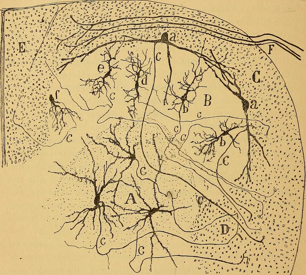 An illustration from Elementos de histología normal y de téchnica micrografica para uso de estudiantes, 1897, leaf 396