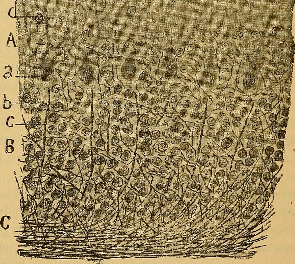 An illustration from Elementos de histología normal y de téchnica micrografica para uso de estudiantes, 1897, leaf 400
