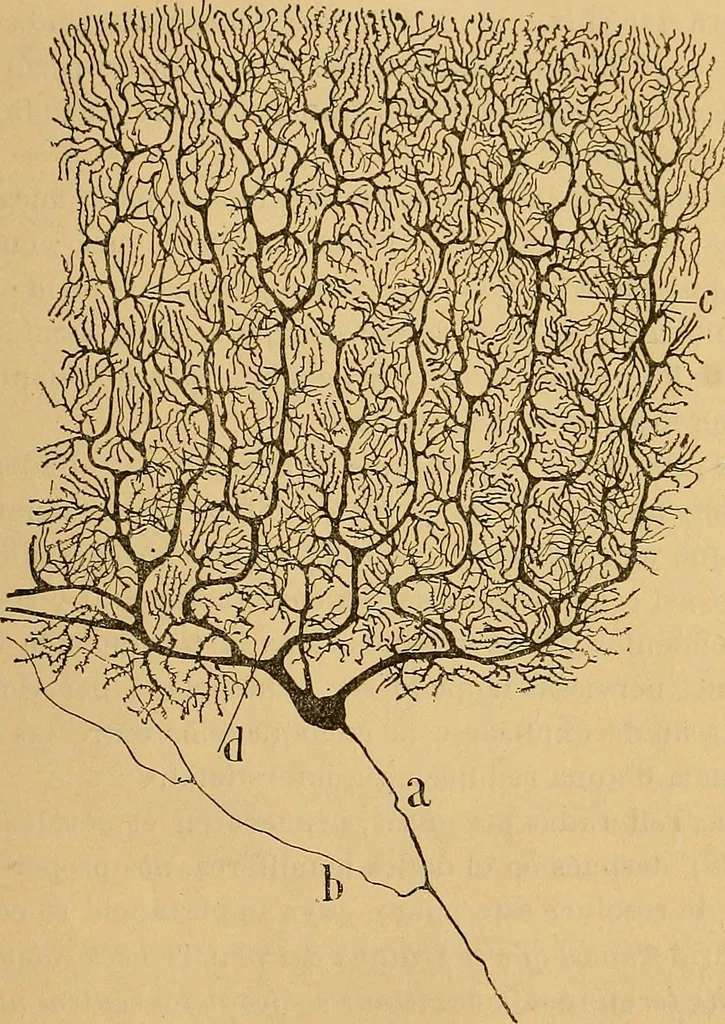 An illustration from Elementos de histología normal y de téchnica micrografica para uso de estudiantes, 1897, leaf 401