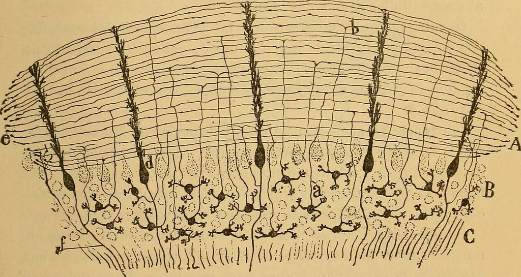 An illustration from Elementos de histología normal y de téchnica micrografica para uso de estudiantes, 1897, leaf 405