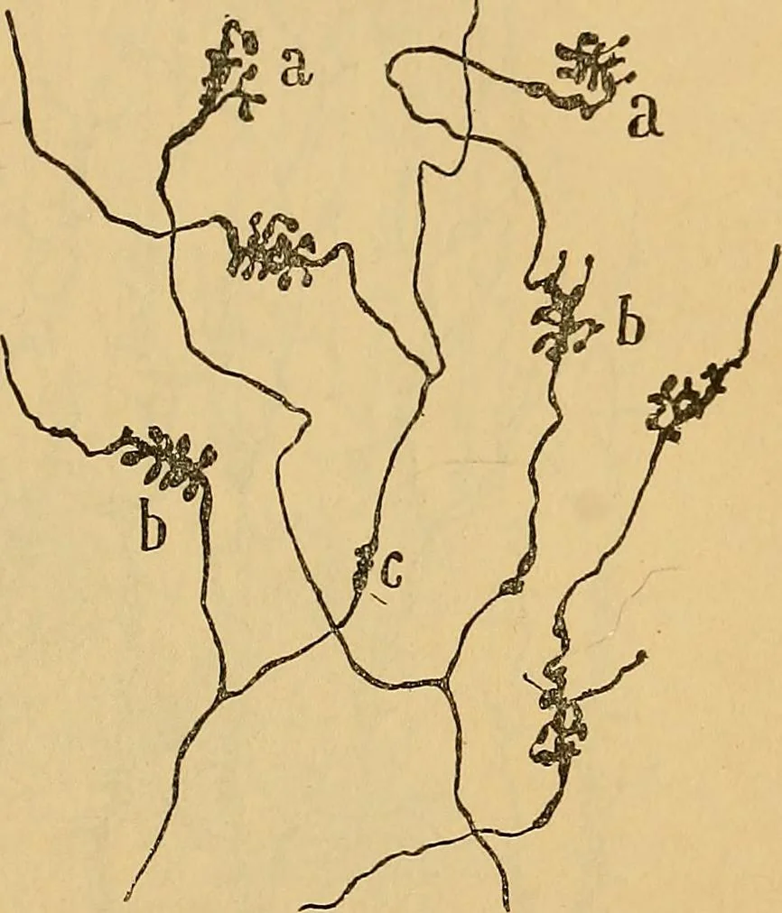 An illustration from Elementos de histología normal y de téchnica micrografica para uso de estudiantes, 1897, leaf 407
