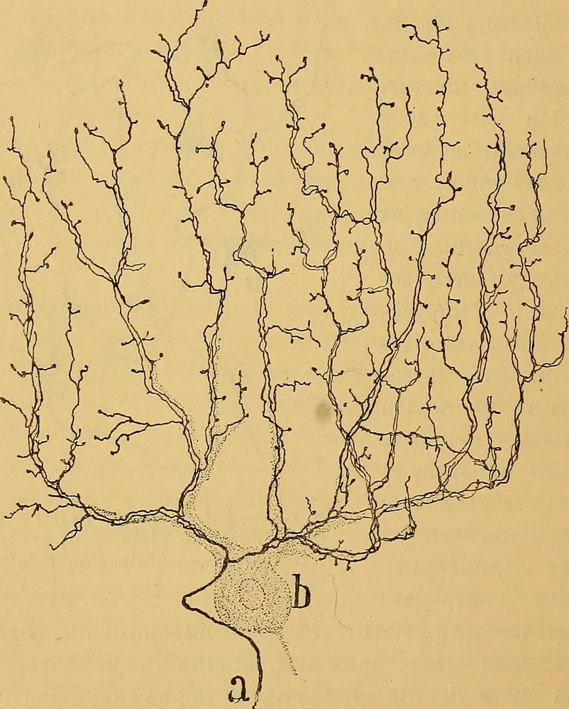 An illustration from Elementos de histología normal y de téchnica micrografica para uso de estudiantes, 1897, leaf 408