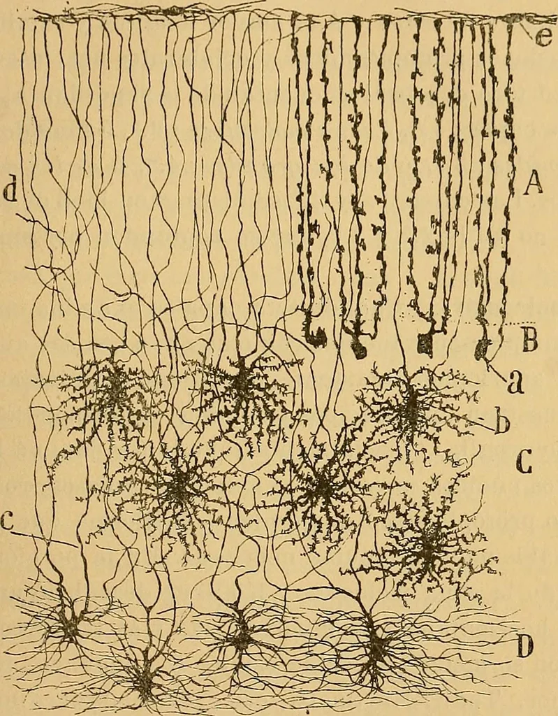 An illustration from Elementos de histología normal y de téchnica micrografica para uso de estudiantes, 1897, leaf 409