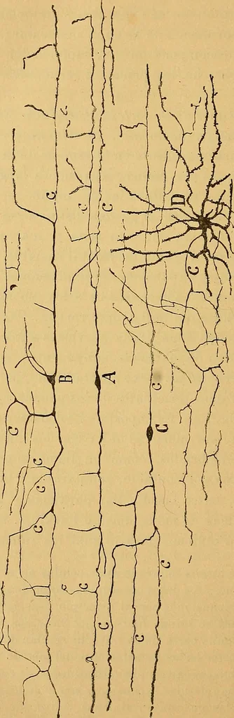 An illustration from Elementos de histología normal y de téchnica micrografica para uso de estudiantes, 1897, leaf 412