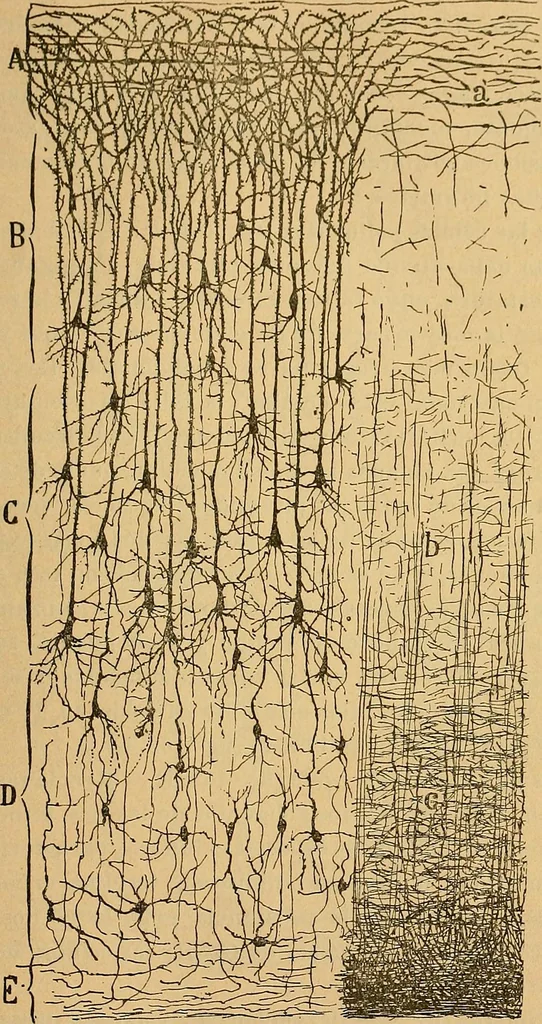 An illustration from Elementos de histología normal y de téchnica micrografica para uso de estudiantes, 1897, leaf 415