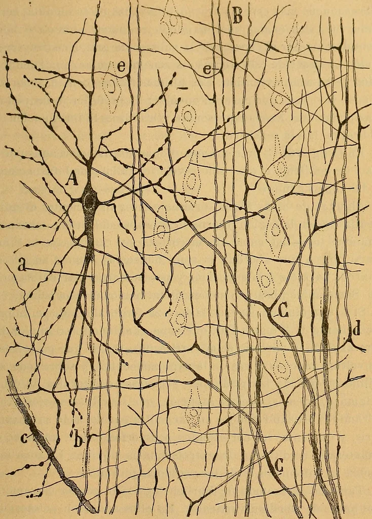 An illustration from Elementos de histología normal y de téchnica micrografica para uso de estudiantes, 1897, leaf 421