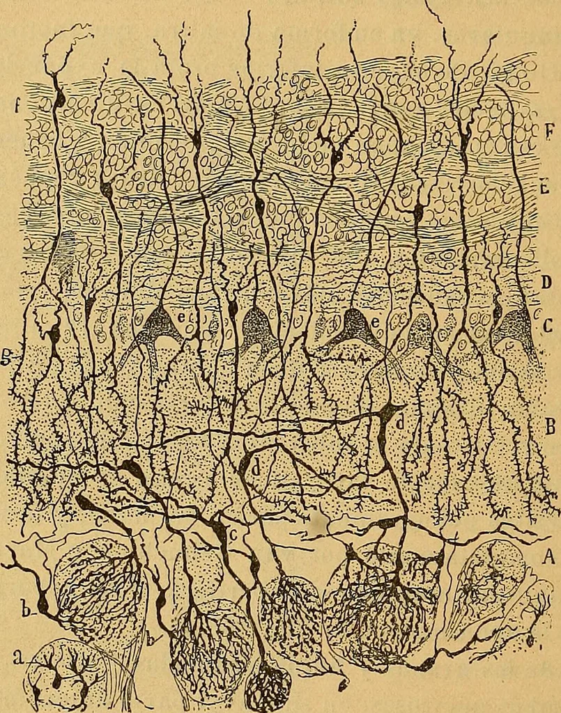 An illustration from Elementos de histología normal y de téchnica micrografica para uso de estudiantes, 1897, leaf 426