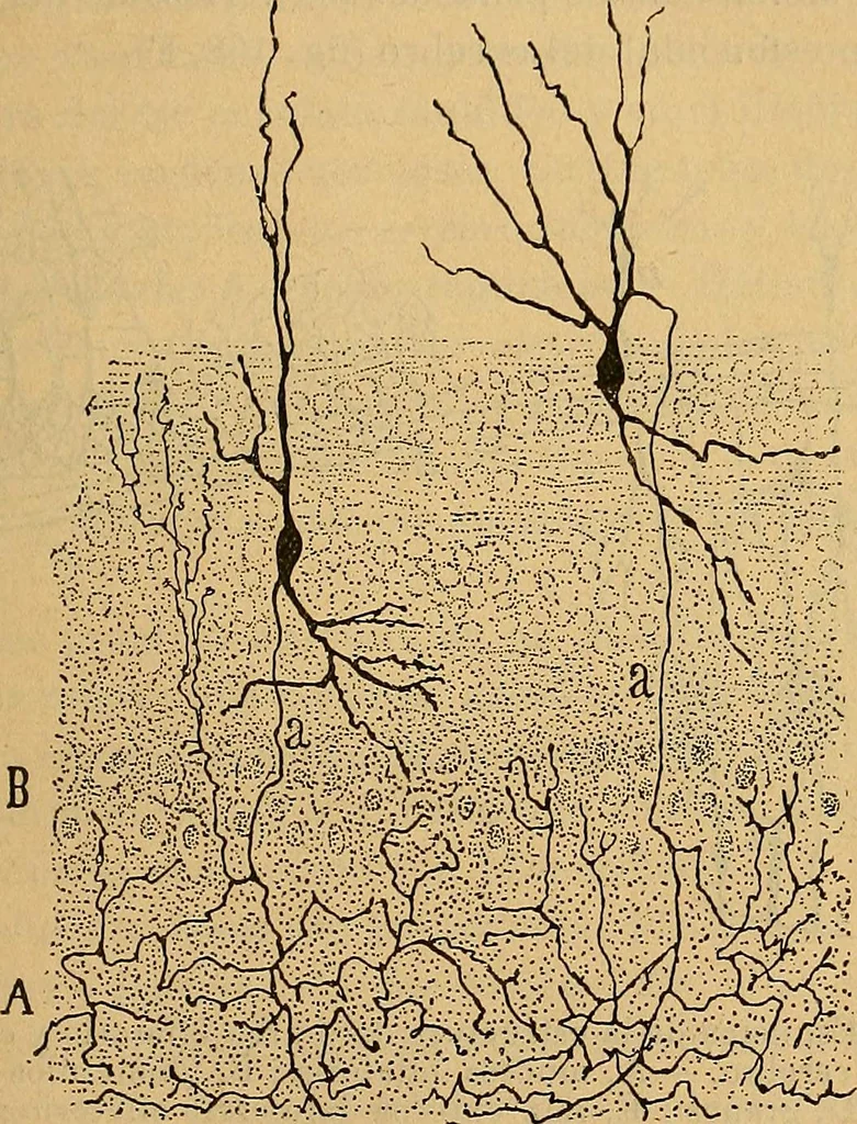 An illustration from Elementos de histología normal y de téchnica micrografica para uso de estudiantes, 1897, leaf 427