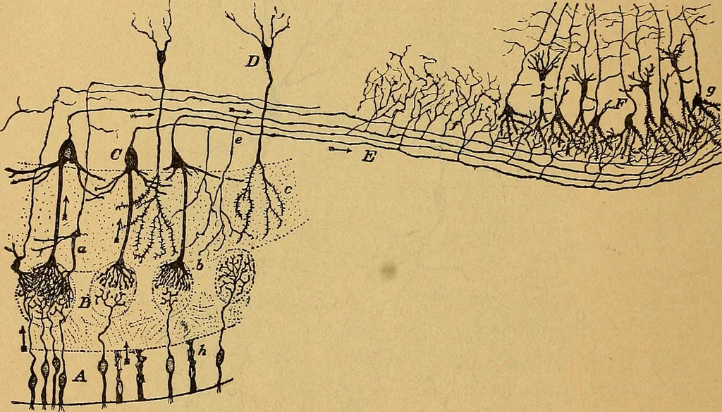 An illustration from Elementos de histología normal y de téchnica micrografica para uso de estudiantes, 1897, leaf 428